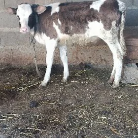 galşteyin tuwe