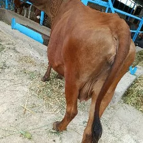 gölgeli sygyr