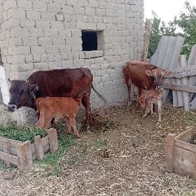 2 sany göleli sygyr