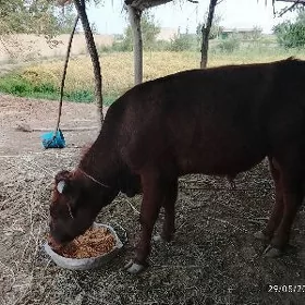 Ökuz
