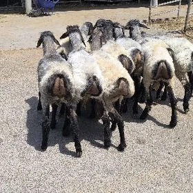 İşşek goýun