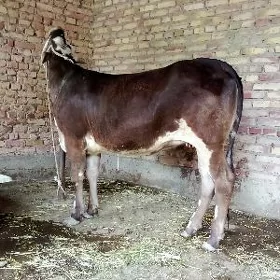 Gibrit Tohum Tüwe Semiz
