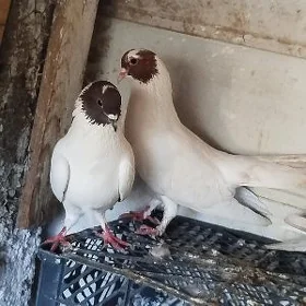 kepderi