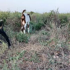 Пакистан метис овлак