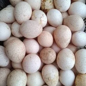 induk yumurtka