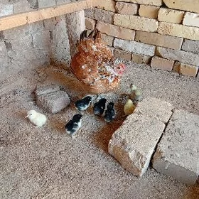 Kurk karlik towuk