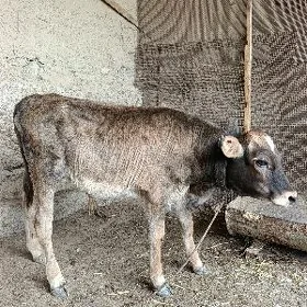 ökuz