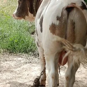 Öküz.