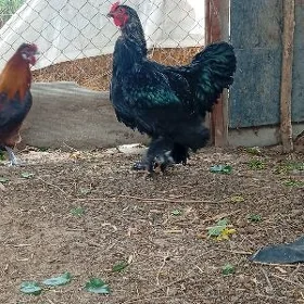 Brama horoz