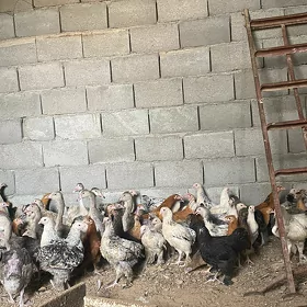 balgar towuklar