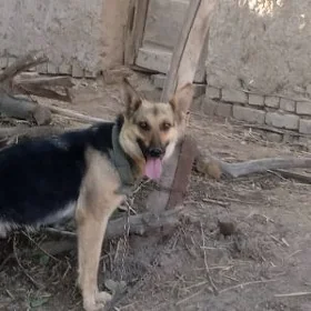 awçarka  urkacy