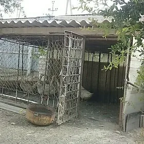 Ýatak.