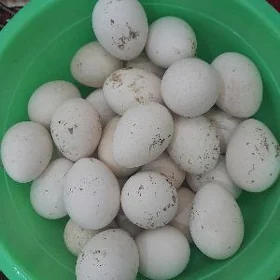induk yumurtga