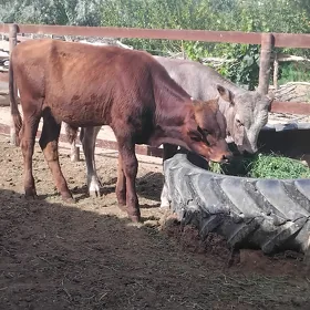Öküz