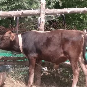 Öküz