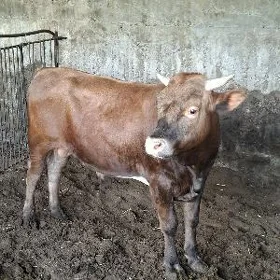 Öküz