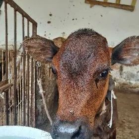 Tüwe Gulajyn Gaçar