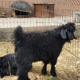 çebis