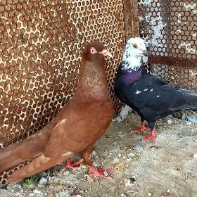 kepderi