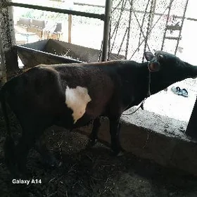 окуз