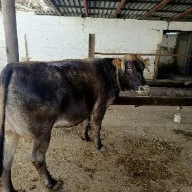 Sagym Sygyrlar