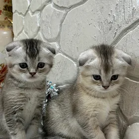Shinshilla