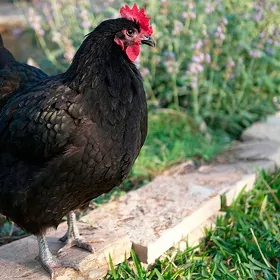 towuk towuklar