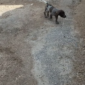 Awçy kopek