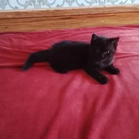 Котёнок