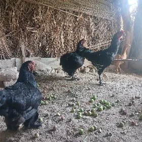 paroda brama