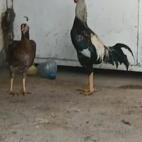 täşkent