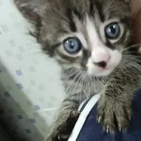 котенок мальчик