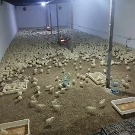 işgàr gerek