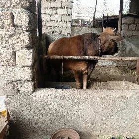 bakylyp oturan okuz
