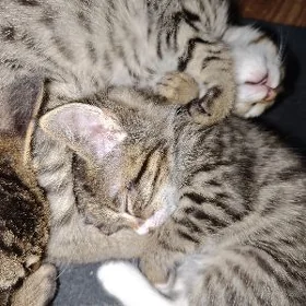 Котята табби