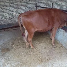 tüwe