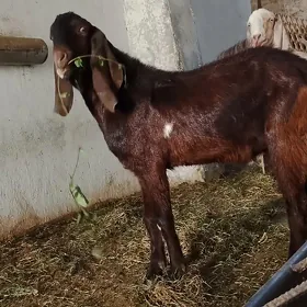 Pakistan teke