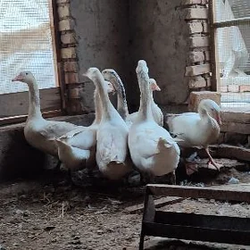 газ