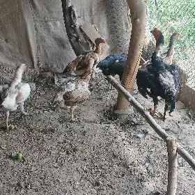 paroda dekan yumurtga