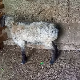 işşek