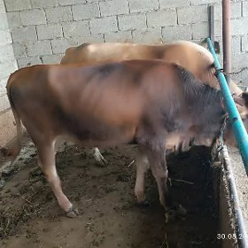 Tüwe