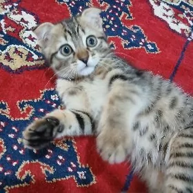 pişik
