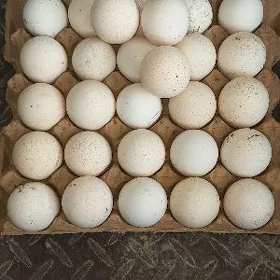 induk yumurtga