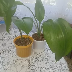 эухарис