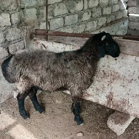 goç
