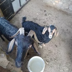 owlakly geçi