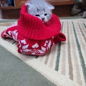 котята