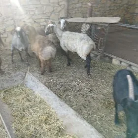 goyun geci