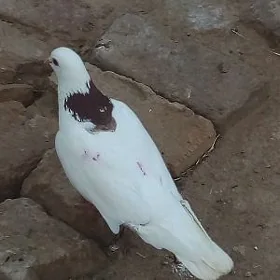 kepderi
