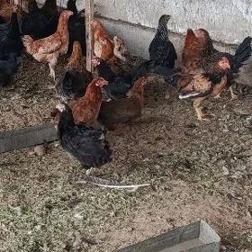 Towuklar